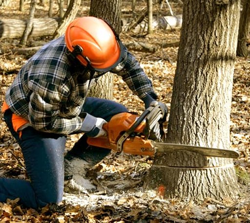Arborist assessing tree health in District of Columbia